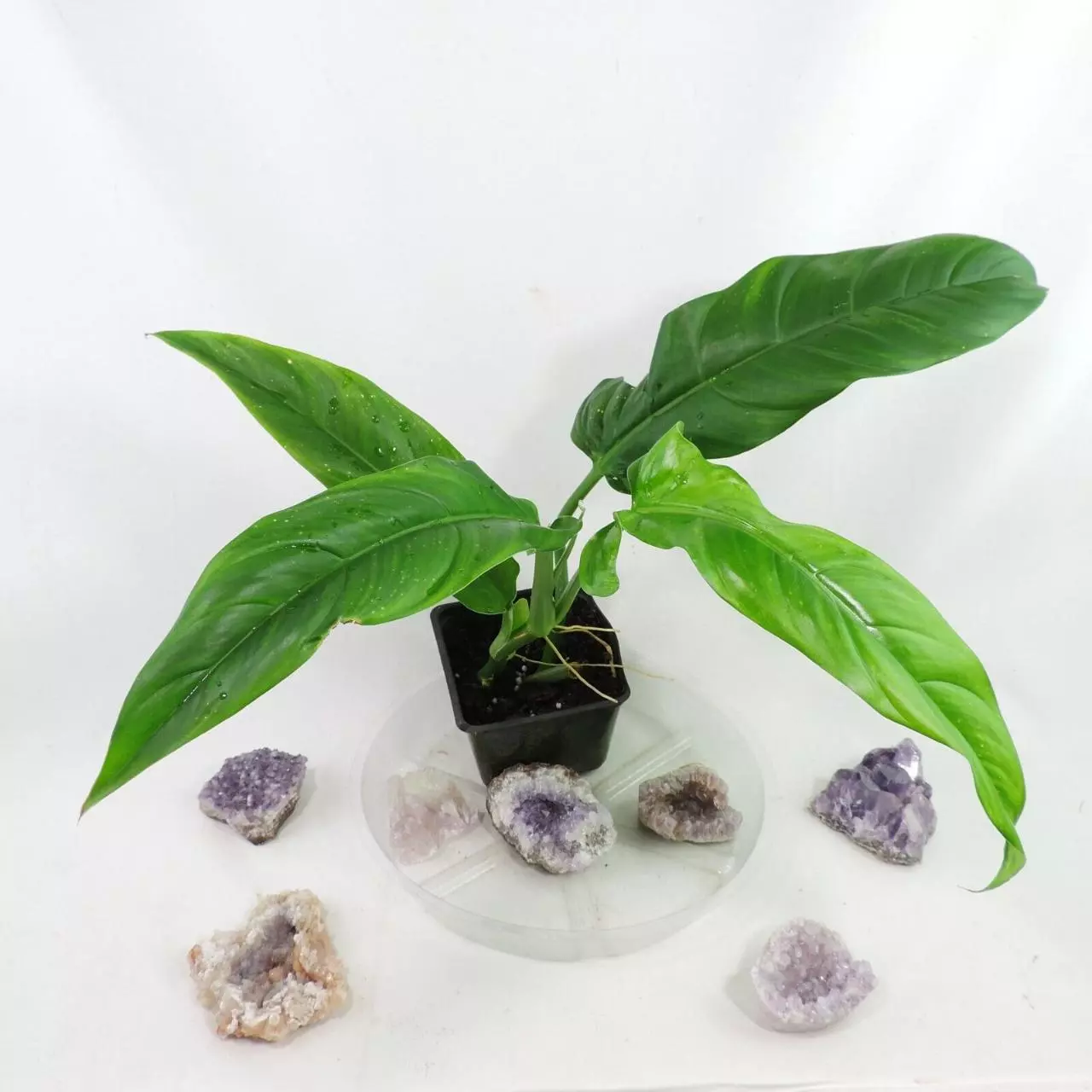 plant/Philodendron Barrosoanum Narrow Form 4"" pot, ships nationwide-1