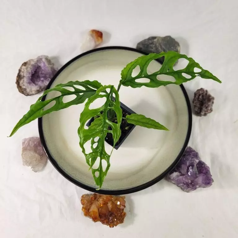 plant/Monstera Obliqua Peru 2.5"" starter pot, ships nationwide-0