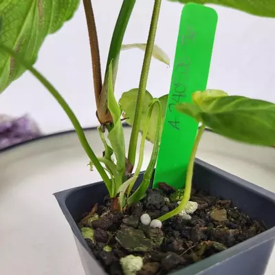 plant/Philodendron Verrucosum 2.5"" starter pot, ships nationwide-5-thumbnail