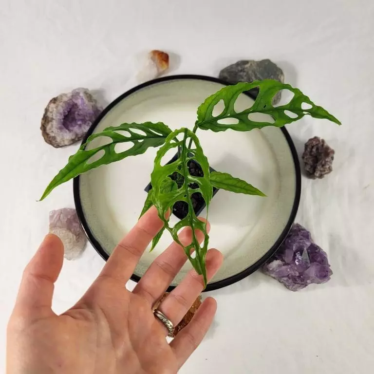 plant/Monstera Obliqua Peru 2.5"" starter pot, ships nationwide-1