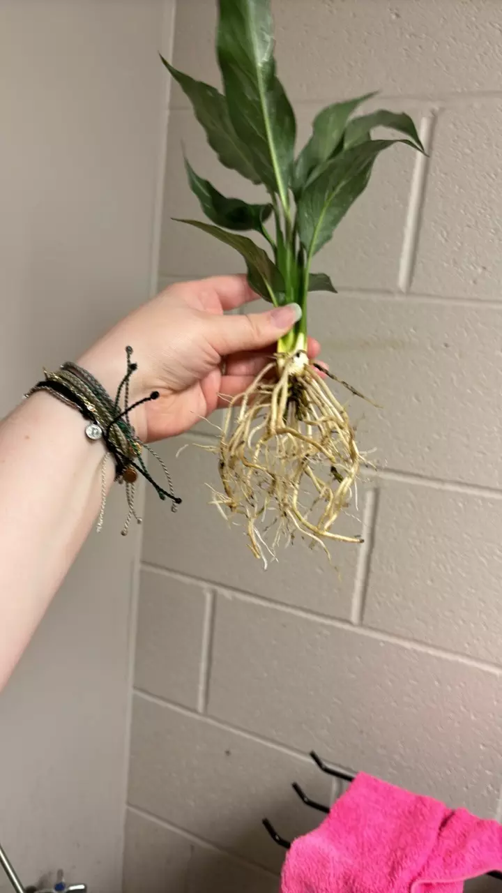 plant/Domino peace Lilly 🥰 you will receive the exact plant pictured!-2