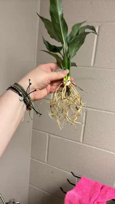 plant/Domino peace Lilly 🥰 you will receive the exact plant pictured!-2-thumbnail