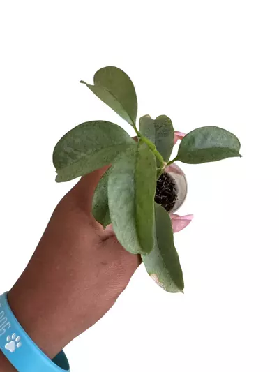 plant/Hoya Multiflora Wonderphil RESERVED-0-thumbnail
