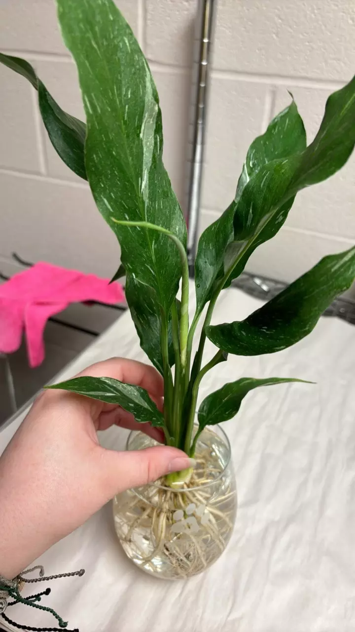 plant/Domino peace Lilly 🥰 you will receive the exact plant pictured!-0