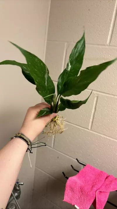 plant/Domino peace Lilly 🥰 you will receive the exact plant pictured!-1-thumbnail