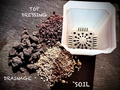 plant/READY TO POT KIT-0-thumbnail