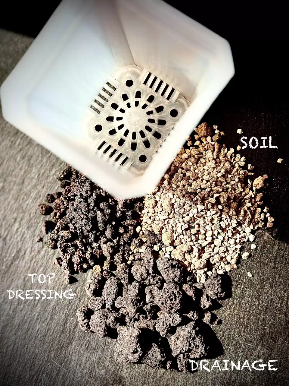 plant/READY TO POT KIT-0