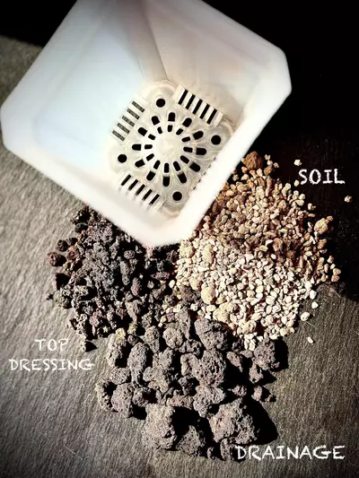 plant/READY TO POT KIT-0-thumbnail