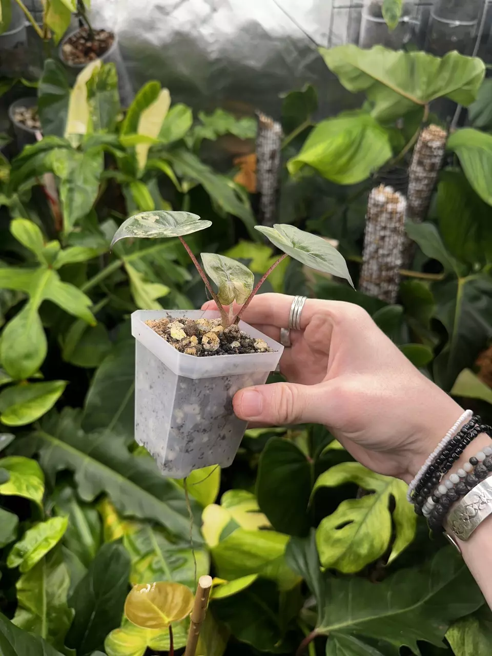 plant/Alocasia Yucatan Princess Pink Variegated / Mint EXACT Plant-1