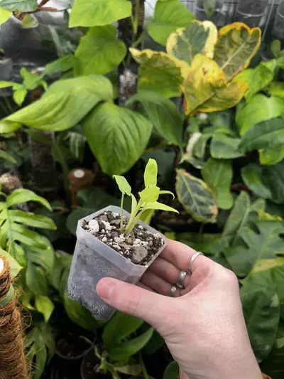 plant/Full Aurea Alocasia Lauterbachiana Mint Variegated-3-thumbnail
