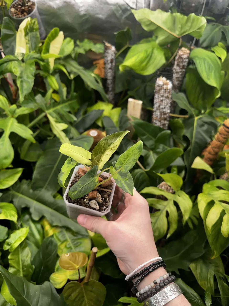 plant/Full Aurea Alocasia Lauterbachiana Albo Mint Variegated-0