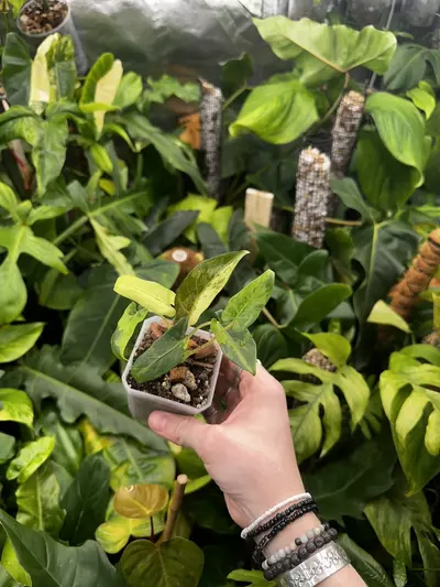 plant/Full Aurea Alocasia Lauterbachiana Albo Mint Variegated-0-thumbnail