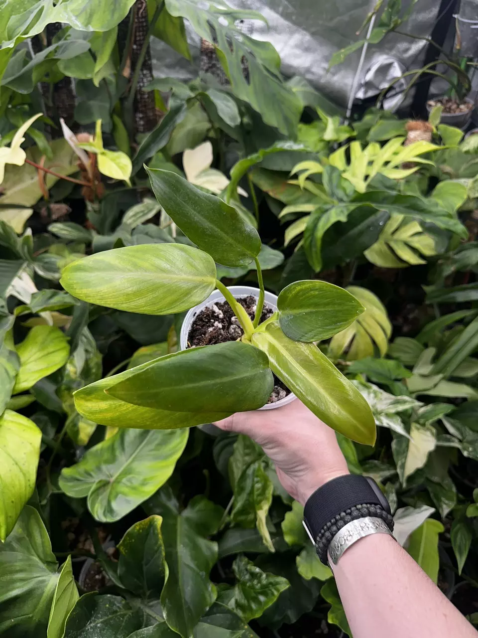 plant/Orange Prince Mia-0