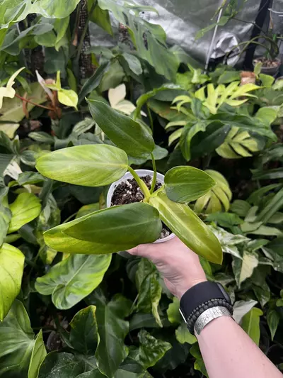 plant/Orange Prince Mia-0-thumbnail