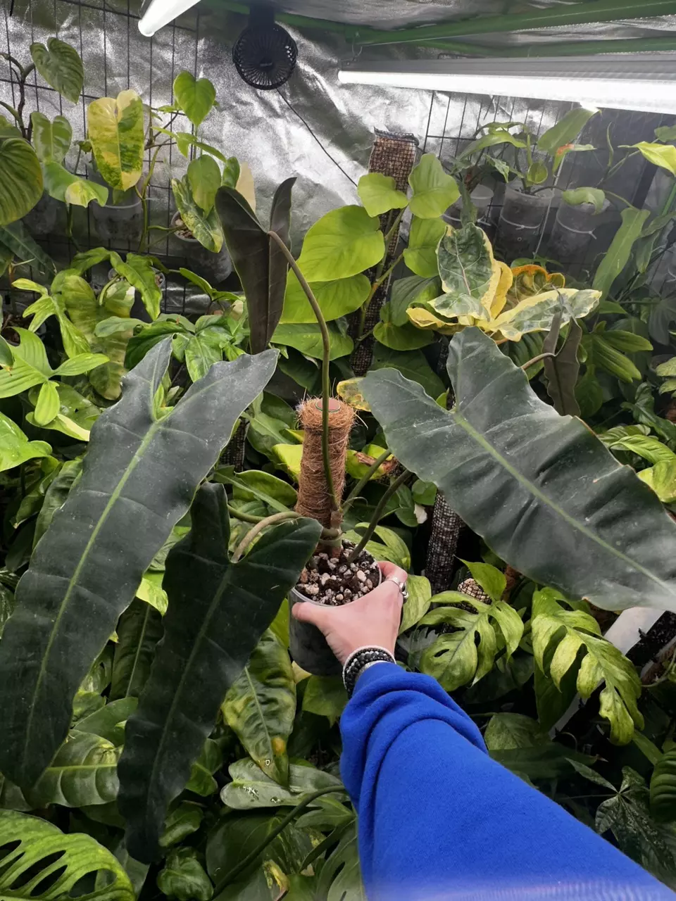 plant/Philodendron Billietiae Black | Billietiae x Atabapoense-0