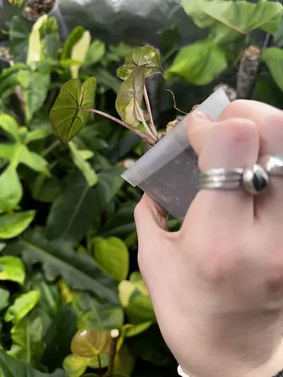 plant/Alocasia Yucatan Princess Pink Variegated / Mint EXACT Plant-2-thumbnail