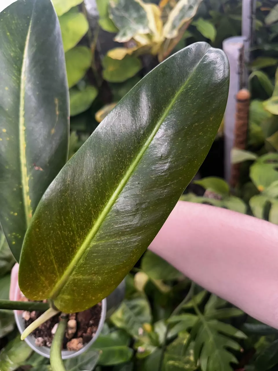 plant/Philodendron Ruizii Mint Sport - Rare Philodendron-0