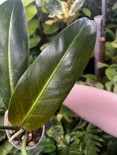 plant/Philodendron Ruizii Mint Sport - Rare Philodendron-0-thumbnail