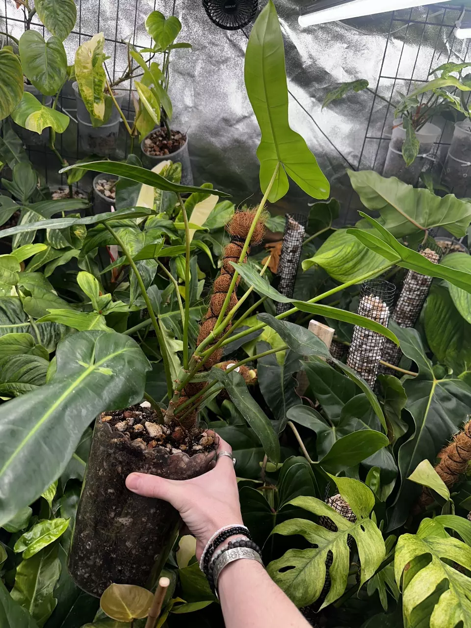 plant/Hybrid Philodendron Florida Green x Billietiae-1