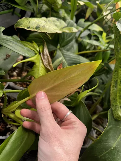 plant/Orange Prince Mia-2-thumbnail