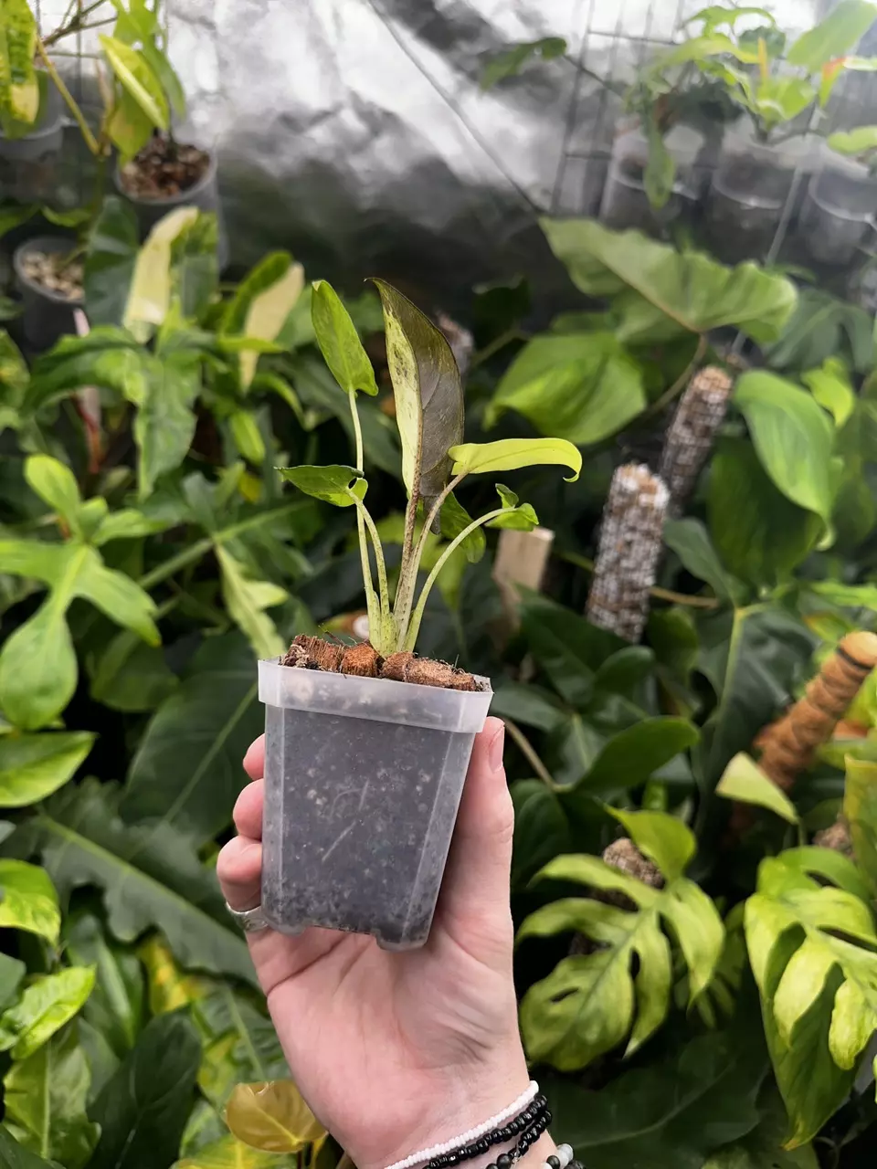 plant/Full Aurea Alocasia Lauterbachiana Albo Mint Variegated-3