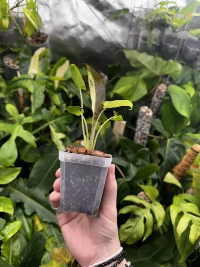 plant/Full Aurea Alocasia Lauterbachiana Albo Mint Variegated-3-thumbnail