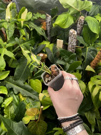 plant/Full Aurea Alocasia Lauterbachiana Albo Mint Variegated-2-thumbnail