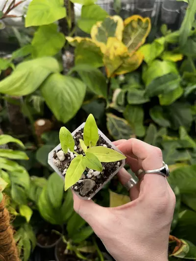 plant/Full Aurea Alocasia Lauterbachiana Mint Variegated-0-thumbnail