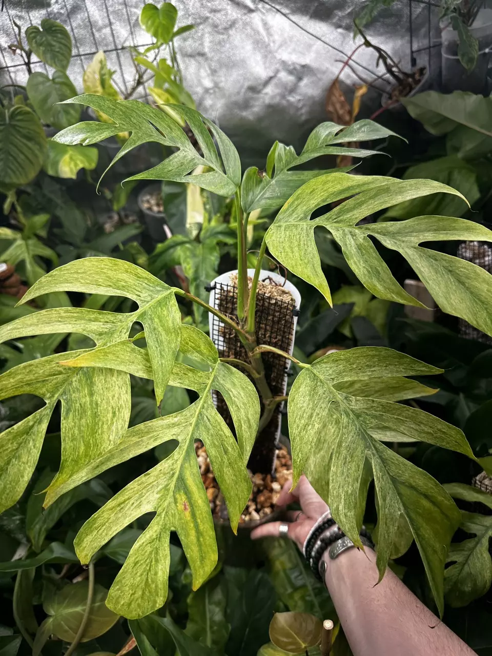 plant/Epipremnum Pinnatum Mint Variegated-0