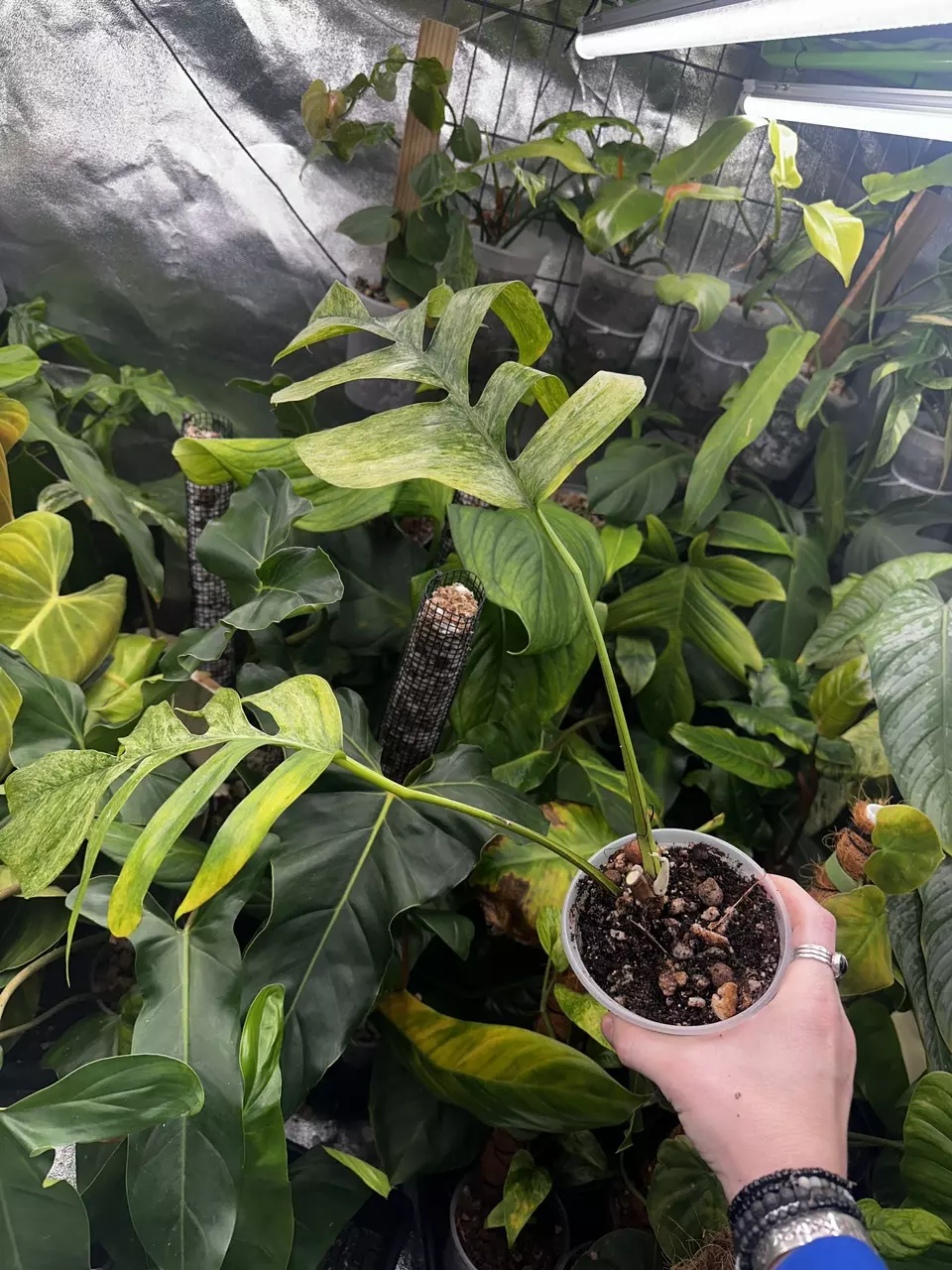 plant/Epipremnum Pinnatum Mint Variegated-1