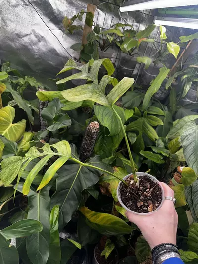 plant/Epipremnum Pinnatum Mint Variegated-1-thumbnail