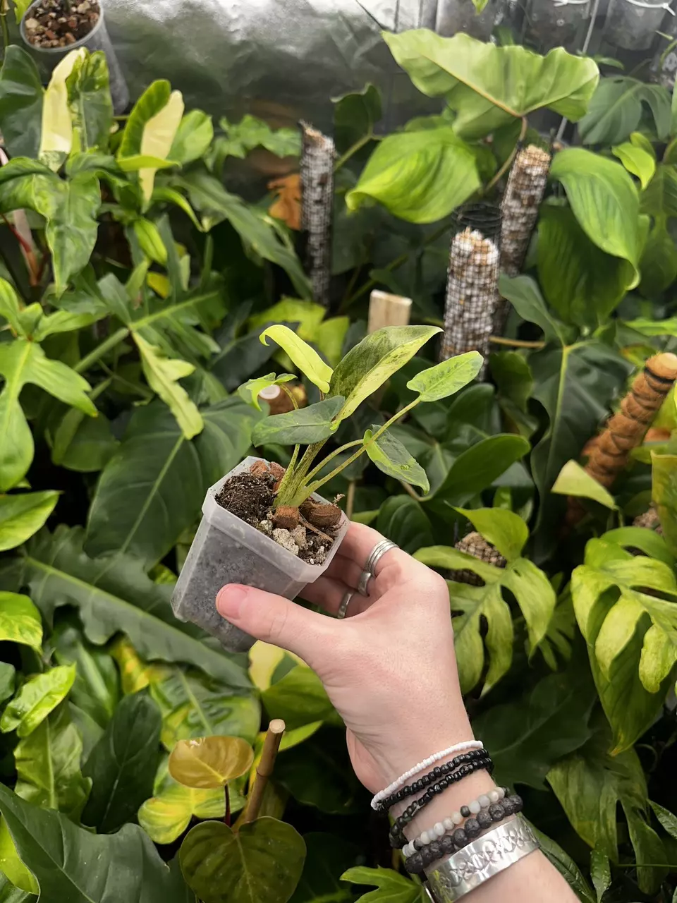 plant/Full Aurea Alocasia Lauterbachiana Albo Mint Variegated-1