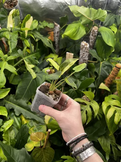 plant/Full Aurea Alocasia Lauterbachiana Albo Mint Variegated-1-thumbnail