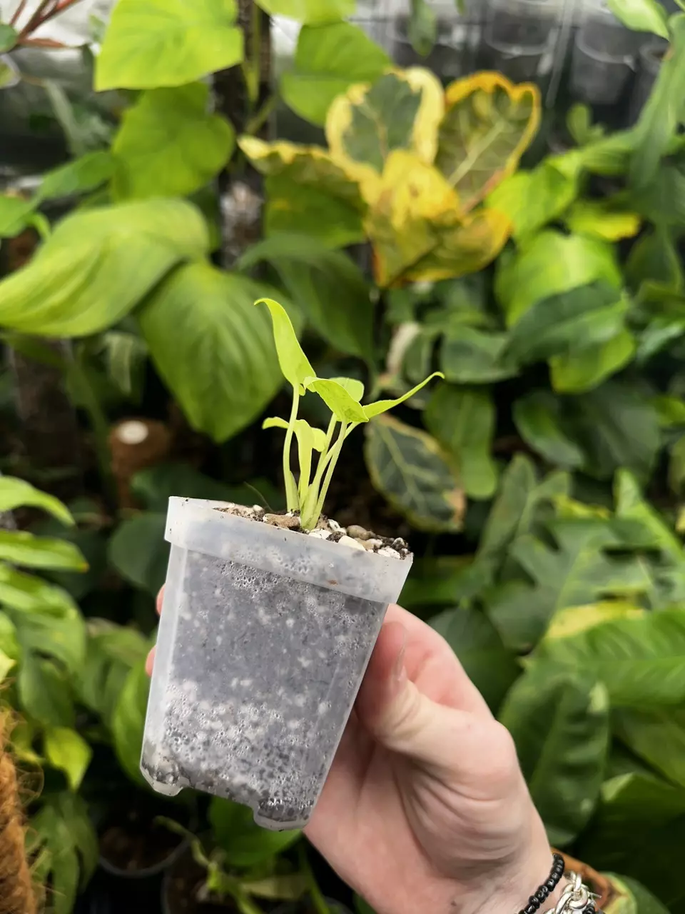 plant/Full Aurea Alocasia Lauterbachiana Mint Variegated-1