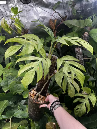 plant/Epipremnum Pinnatum Mint Variegated-1-thumbnail