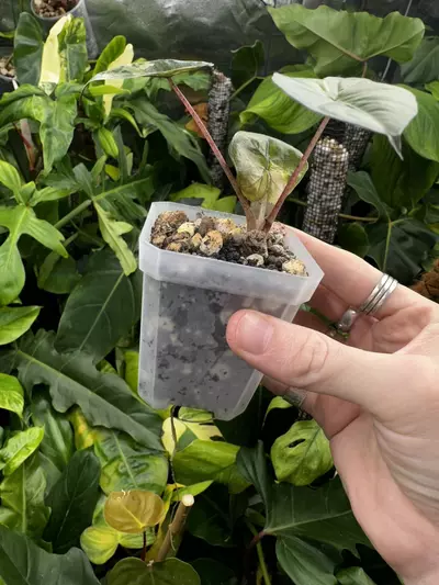 plant/Alocasia Yucatan Princess Pink Variegated / Mint EXACT Plant-3-thumbnail