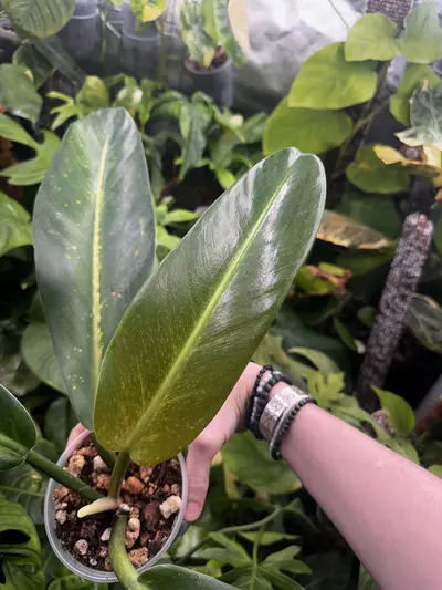 plant/Philodendron Ruizii Mint Sport - Rare Philodendron-1-thumbnail
