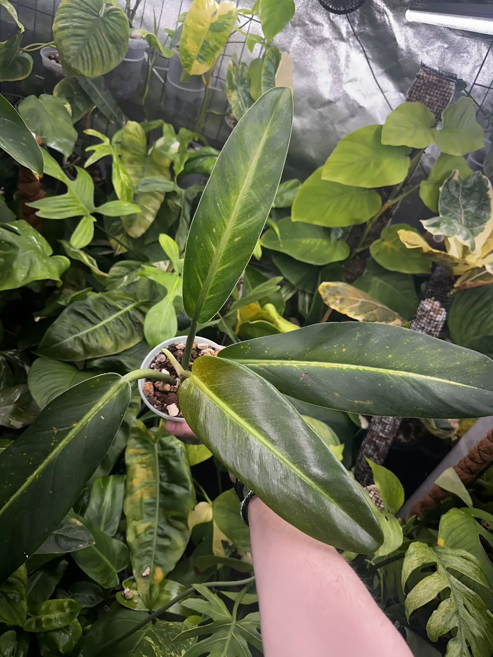 plant/Philodendron Ruizii Mint Sport - Rare Philodendron-3