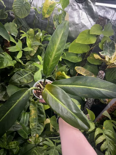 plant/Philodendron Ruizii Mint Sport - Rare Philodendron-3-thumbnail