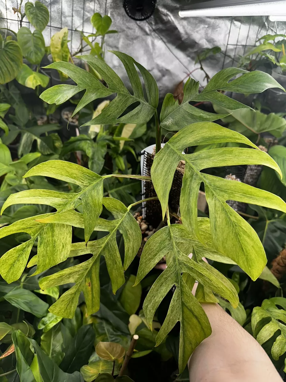 plant/Epipremnum Pinnatum Mint Variegated-2