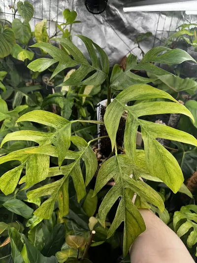 plant/Epipremnum Pinnatum Mint Variegated-2-thumbnail