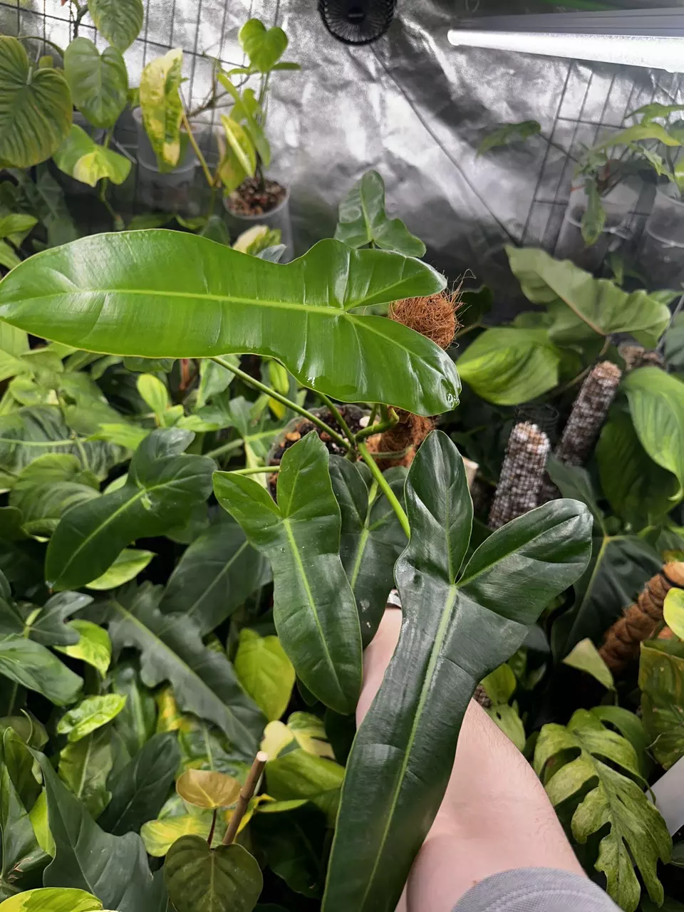 plant/Hybrid Philodendron Florida Green x Billietiae-0