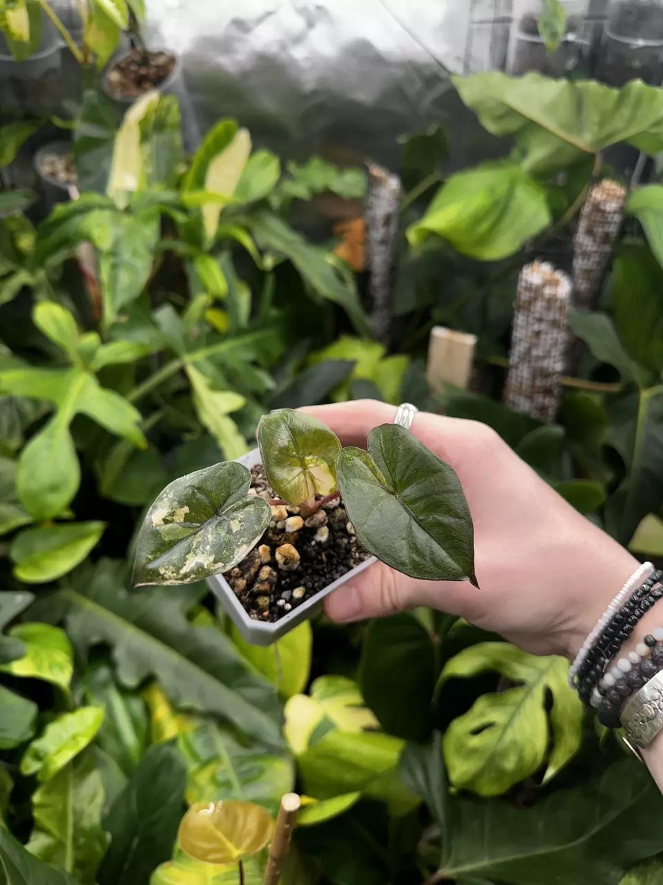 plant/Alocasia Yucatan Princess Pink Variegated / Mint EXACT Plant-0