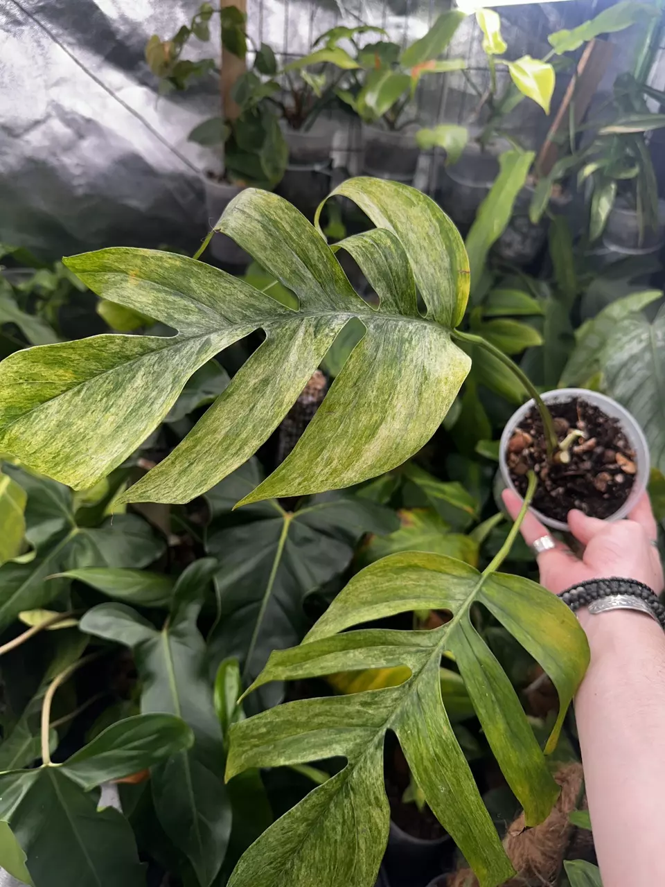 plant/Epipremnum Pinnatum Mint Variegated-0