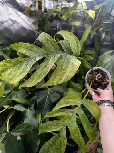 plant/Epipremnum Pinnatum Mint Variegated-0-thumbnail