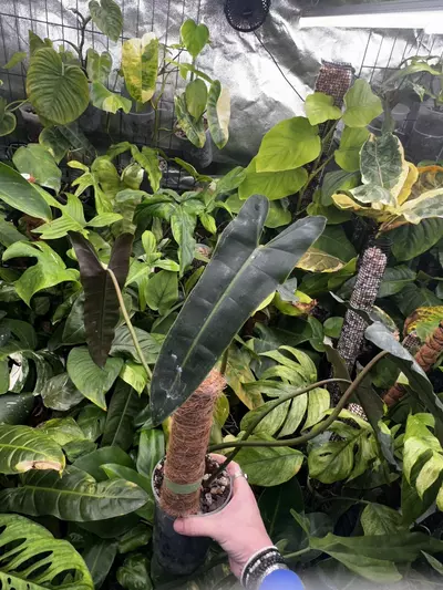 plant/Philodendron Billietiae Black | Billietiae x Atabapoense-2-thumbnail