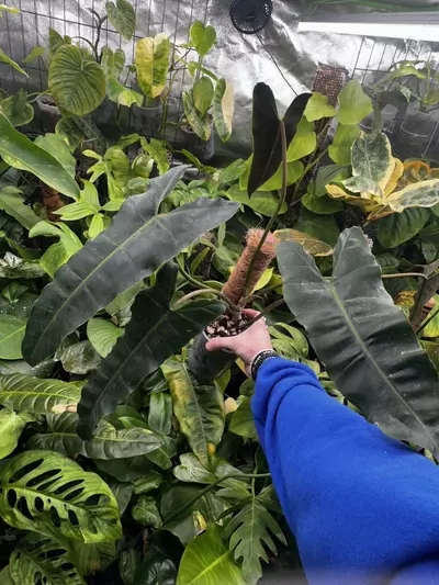 plant/Philodendron Billietiae Black | Billietiae x Atabapoense-3-thumbnail