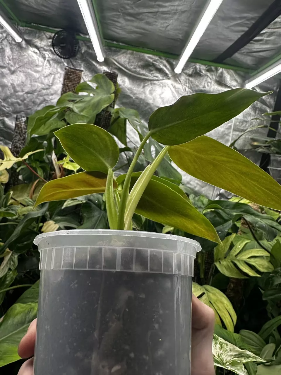 plant/Orange Prince Mia-1