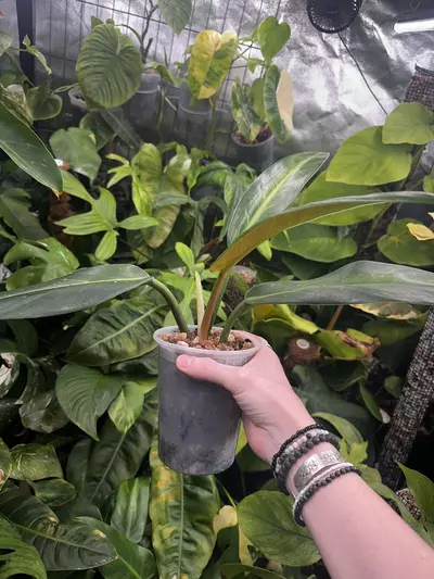 plant/Philodendron Ruizii Mint Sport - Rare Philodendron-2-thumbnail