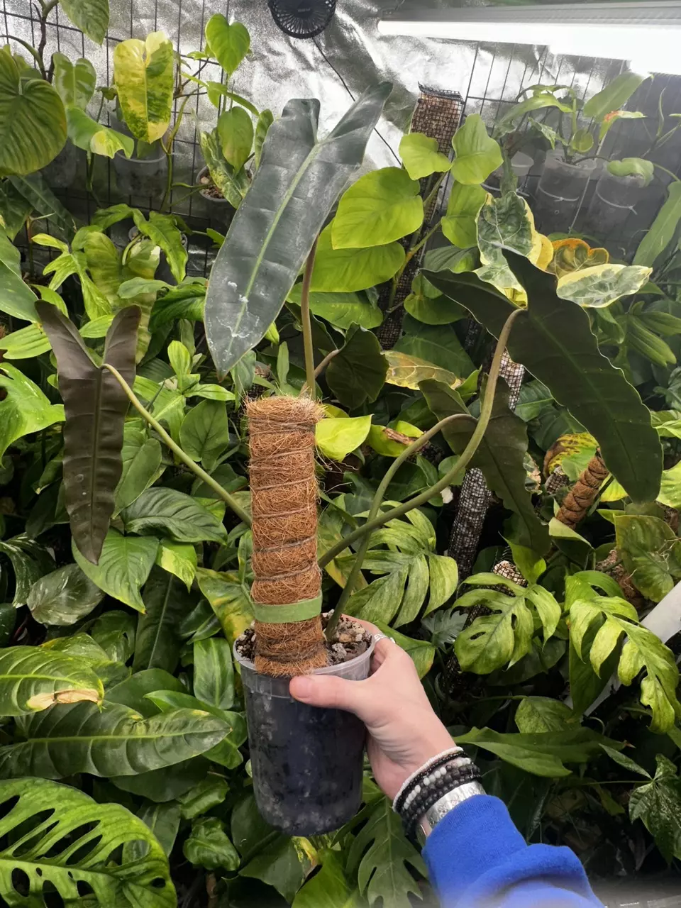 plant/Philodendron Billietiae Black | Billietiae x Atabapoense-1